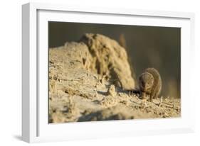 Dwarf Mongoose, Chobe National Park, Botswana-Paul Souders-Framed Photographic Print