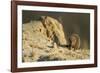 Dwarf Mongoose, Chobe National Park, Botswana-Paul Souders-Framed Photographic Print