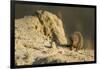 Dwarf Mongoose, Chobe National Park, Botswana-Paul Souders-Framed Photographic Print