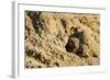 Dwarf Mongoose, Chobe National Park, Botswana-Paul Souders-Framed Photographic Print