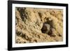 Dwarf Mongoose, Chobe National Park, Botswana-Paul Souders-Framed Photographic Print