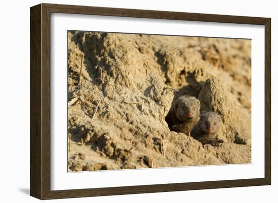 Dwarf Mongoose, Chobe National Park, Botswana-Paul Souders-Framed Photographic Print