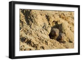 Dwarf Mongoose, Chobe National Park, Botswana-Paul Souders-Framed Photographic Print