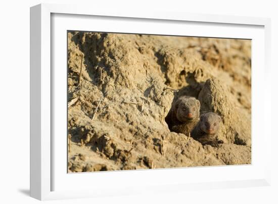 Dwarf Mongoose, Chobe National Park, Botswana-Paul Souders-Framed Photographic Print