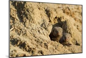 Dwarf Mongoose, Chobe National Park, Botswana-Paul Souders-Mounted Photographic Print