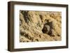 Dwarf Mongoose, Chobe National Park, Botswana-Paul Souders-Framed Photographic Print