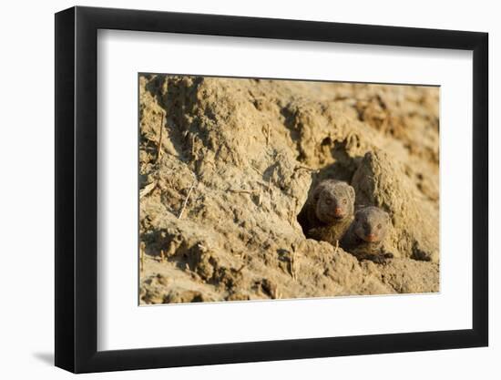 Dwarf Mongoose, Chobe National Park, Botswana-Paul Souders-Framed Photographic Print