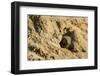 Dwarf Mongoose, Chobe National Park, Botswana-Paul Souders-Framed Photographic Print