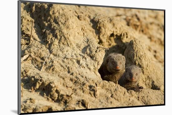 Dwarf Mongoose, Chobe National Park, Botswana-Paul Souders-Mounted Photographic Print