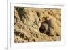 Dwarf Mongoose, Chobe National Park, Botswana-Paul Souders-Framed Photographic Print