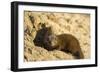 Dwarf Mongoose, Chobe National Park, Botswana-Paul Souders-Framed Photographic Print