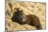 Dwarf Mongoose, Chobe National Park, Botswana-Paul Souders-Mounted Photographic Print
