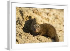 Dwarf Mongoose, Chobe National Park, Botswana-Paul Souders-Framed Photographic Print