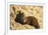 Dwarf Mongoose, Chobe National Park, Botswana-Paul Souders-Framed Photographic Print