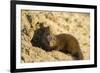 Dwarf Mongoose, Chobe National Park, Botswana-Paul Souders-Framed Photographic Print