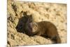 Dwarf Mongoose, Chobe National Park, Botswana-Paul Souders-Mounted Photographic Print