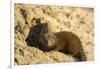 Dwarf Mongoose, Chobe National Park, Botswana-Paul Souders-Framed Photographic Print