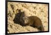 Dwarf Mongoose, Chobe National Park, Botswana-Paul Souders-Framed Photographic Print