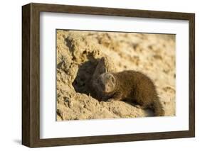 Dwarf Mongoose, Chobe National Park, Botswana-Paul Souders-Framed Photographic Print