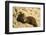 Dwarf Mongoose, Chobe National Park, Botswana-Paul Souders-Framed Photographic Print