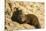 Dwarf Mongoose, Chobe National Park, Botswana-Paul Souders-Stretched Canvas