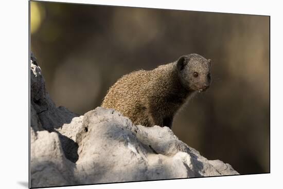 Dwarf mongoose (Helogale parvula), Khwai Conservation Area, Okavango Delta, Botswana, Africa-Sergio Pitamitz-Mounted Photographic Print