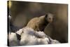 Dwarf mongoose (Helogale parvula), Khwai Conservation Area, Okavango Delta, Botswana, Africa-Sergio Pitamitz-Stretched Canvas