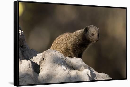 Dwarf mongoose (Helogale parvula), Khwai Conservation Area, Okavango Delta, Botswana, Africa-Sergio Pitamitz-Framed Stretched Canvas