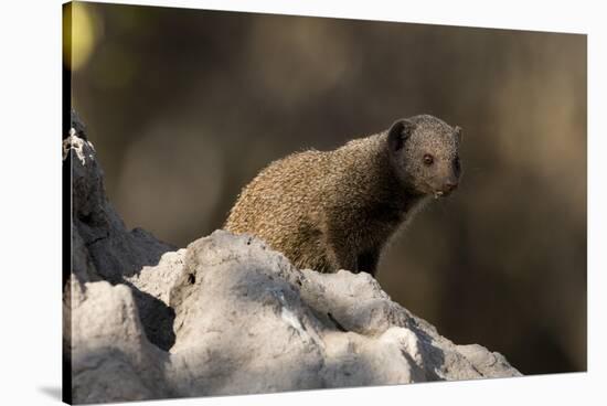 Dwarf mongoose (Helogale parvula), Khwai Conservation Area, Okavango Delta, Botswana, Africa-Sergio Pitamitz-Stretched Canvas