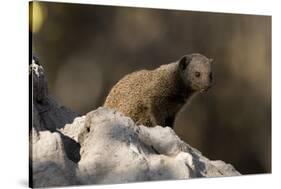 Dwarf mongoose (Helogale parvula), Khwai Conservation Area, Okavango Delta, Botswana, Africa-Sergio Pitamitz-Stretched Canvas