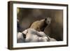 Dwarf mongoose (Helogale parvula), Khwai Conservation Area, Okavango Delta, Botswana, Africa-Sergio Pitamitz-Framed Photographic Print