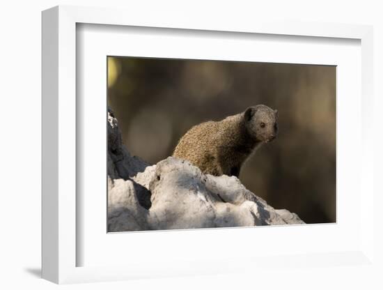 Dwarf mongoose (Helogale parvula), Khwai Conservation Area, Okavango Delta, Botswana, Africa-Sergio Pitamitz-Framed Photographic Print