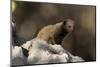 Dwarf mongoose (Helogale parvula), Khwai Conservation Area, Okavango Delta, Botswana, Africa-Sergio Pitamitz-Mounted Photographic Print