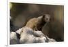 Dwarf mongoose (Helogale parvula), Khwai Conservation Area, Okavango Delta, Botswana, Africa-Sergio Pitamitz-Framed Photographic Print