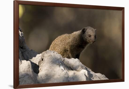 Dwarf mongoose (Helogale parvula), Khwai Conservation Area, Okavango Delta, Botswana, Africa-Sergio Pitamitz-Framed Photographic Print