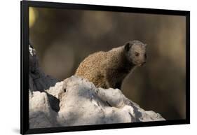 Dwarf mongoose (Helogale parvula), Khwai Conservation Area, Okavango Delta, Botswana, Africa-Sergio Pitamitz-Framed Photographic Print