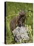 Dwarf Mongoose (Helogale Parvula), Kruger National Park, South Africa, Africa-James Hager-Stretched Canvas