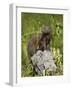 Dwarf Mongoose (Helogale Parvula), Kruger National Park, South Africa, Africa-James Hager-Framed Photographic Print