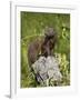 Dwarf Mongoose (Helogale Parvula), Kruger National Park, South Africa, Africa-James Hager-Framed Photographic Print