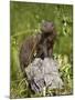 Dwarf Mongoose (Helogale Parvula), Kruger National Park, South Africa, Africa-James Hager-Mounted Photographic Print