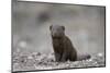 Dwarf Mongoose (Helogale Parvula), Kruger National Park, South Africa, Africa-James Hager-Mounted Photographic Print