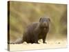 Dwarf Mongoose, Kruger National Park, South Africa, Africa-James Hager-Stretched Canvas