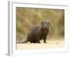 Dwarf Mongoose, Kruger National Park, South Africa, Africa-James Hager-Framed Photographic Print