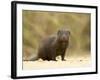 Dwarf Mongoose, Kruger National Park, South Africa, Africa-James Hager-Framed Photographic Print