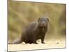 Dwarf Mongoose, Kruger National Park, South Africa, Africa-James Hager-Mounted Photographic Print