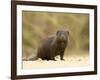 Dwarf Mongoose, Kruger National Park, South Africa, Africa-James Hager-Framed Photographic Print