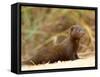 Dwarf Mongoose, Kruger National Park, South Africa, Africa-James Hager-Framed Stretched Canvas