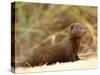 Dwarf Mongoose, Kruger National Park, South Africa, Africa-James Hager-Stretched Canvas