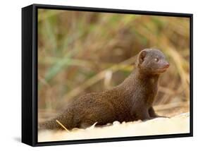 Dwarf Mongoose, Kruger National Park, South Africa, Africa-James Hager-Framed Stretched Canvas