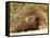 Dwarf Mongoose, Kruger National Park, South Africa, Africa-James Hager-Framed Stretched Canvas